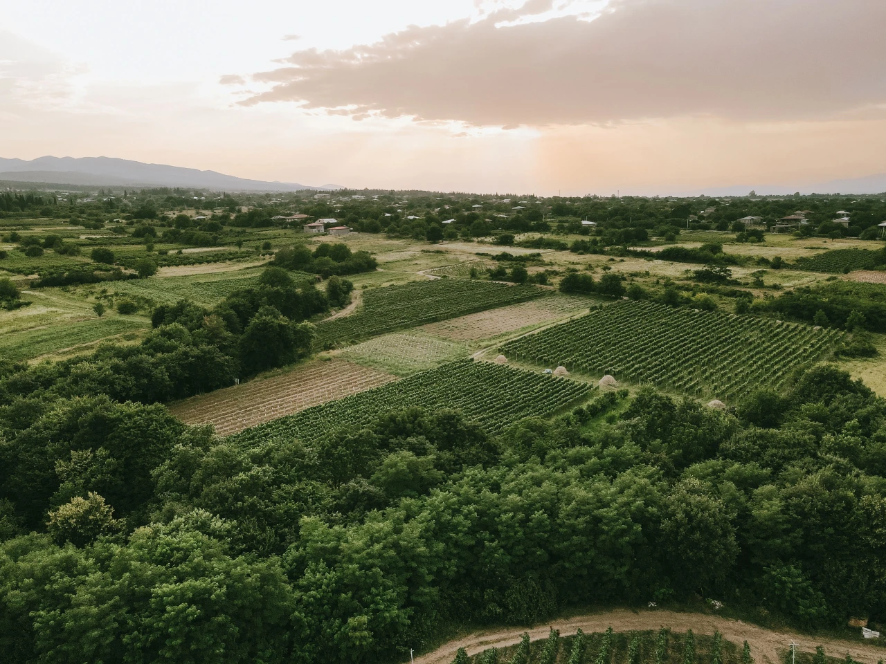 Aerial view of vineyards and farmland in the Kakheti wine region of Georgia
